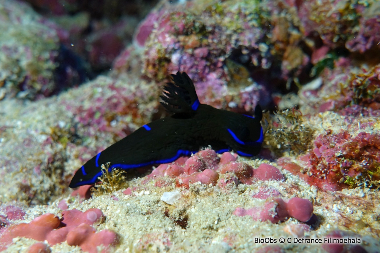 Tambja morose - Tambja morosa - C Defrance Filimoehala - BioObs
