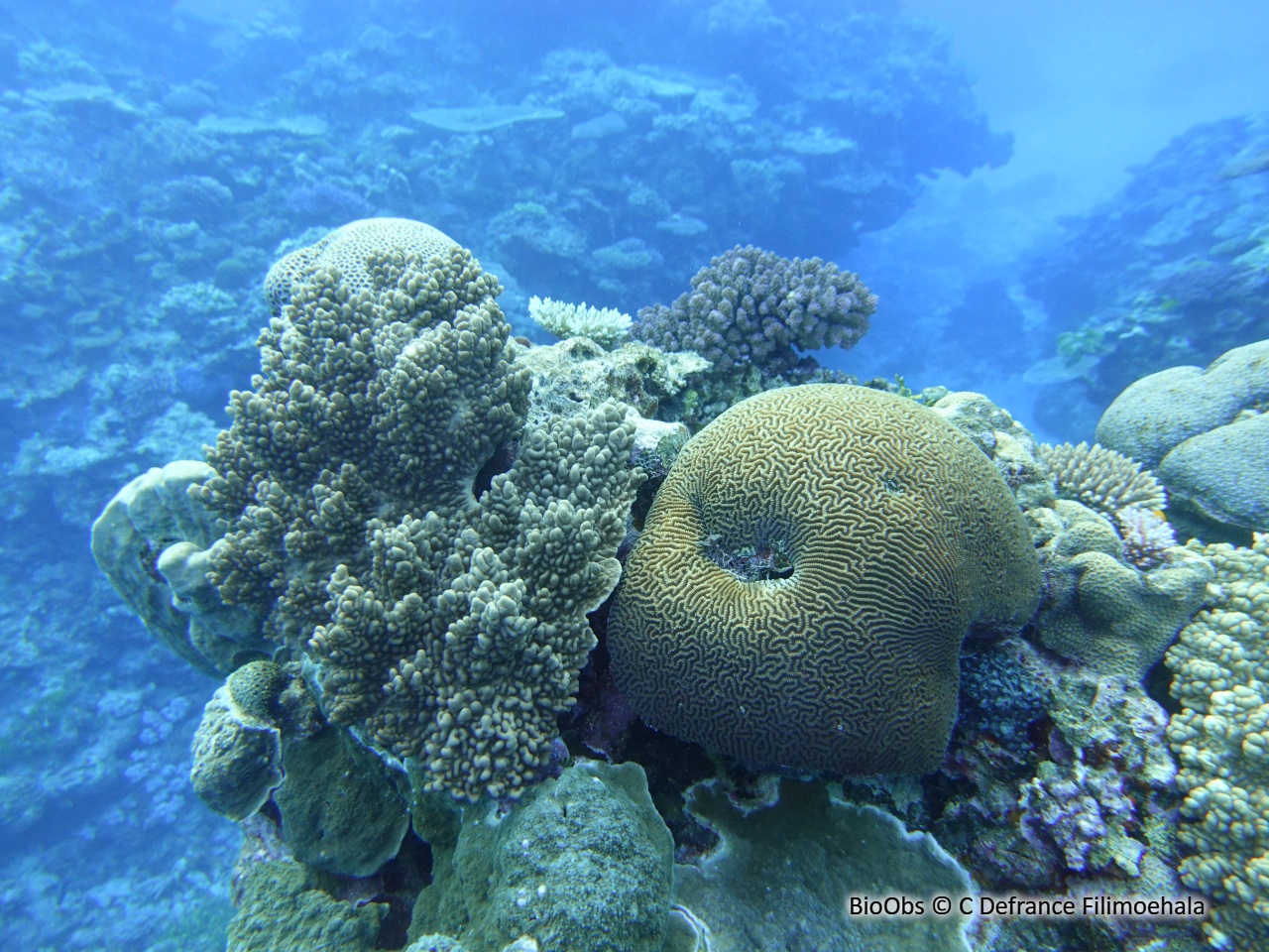 Corail-cerveau chinois - Platygyra sinensis - C Defrance Filimoehala - BioObs