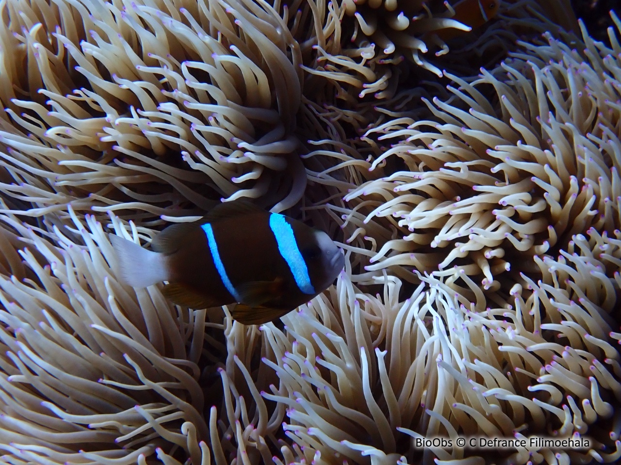 Poisson-clown brun - Amphiprion akindynos - C Defrance Filimoehala - BioObs