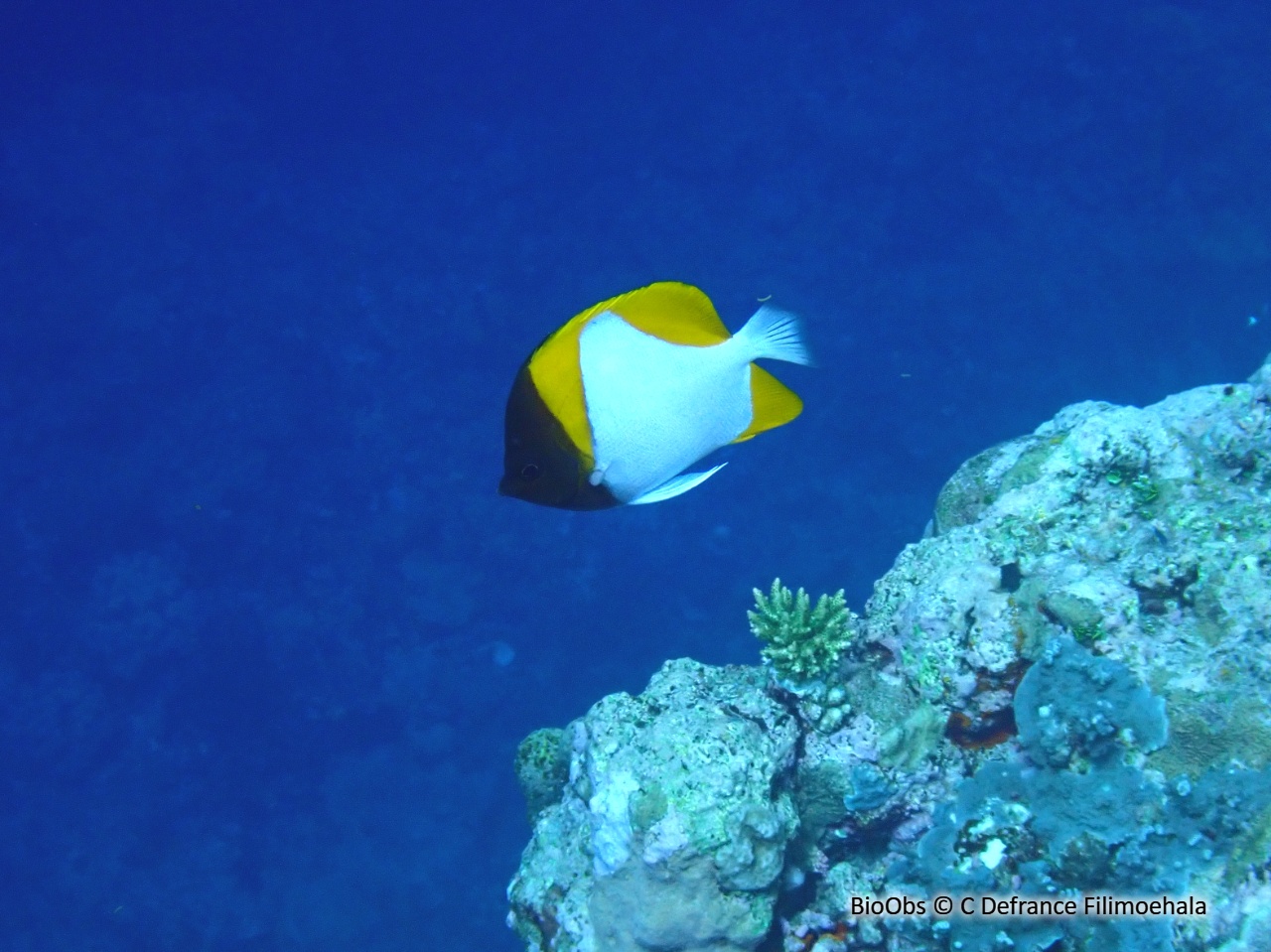 Poisson-papillon pyramide jaune - Hemitaurichthys polylepis - C Defrance Filimoehala - BioObs
