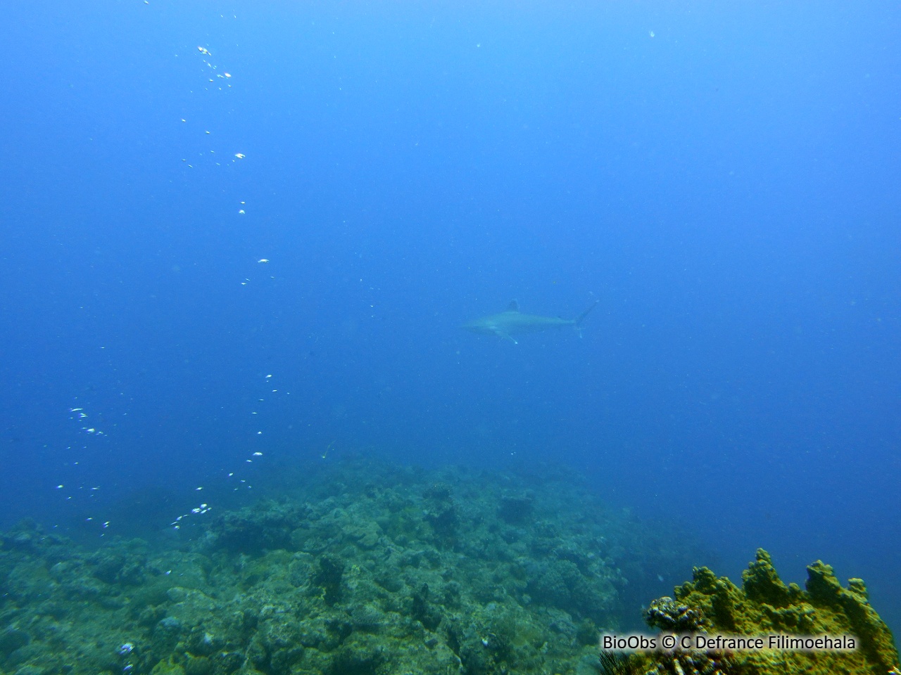 Requin pointes blanches de récif - Carcharhinus albimarginatus - C Defrance Filimoehala - BioObs