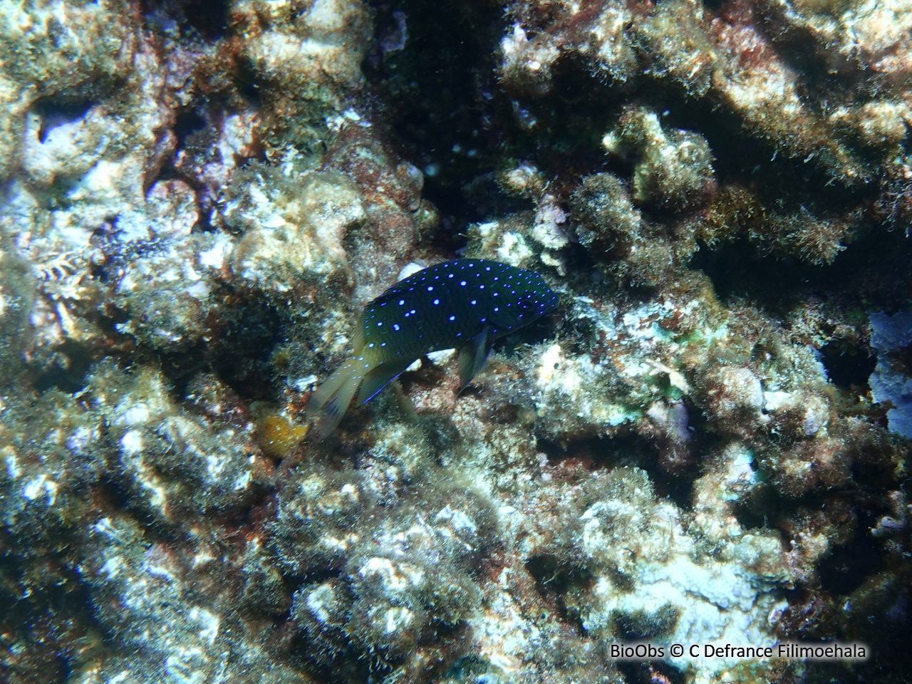 Demoiselle à points bleus - Plectroglyphidodon lacrymatus - C Defrance Filimoehala - BioObs