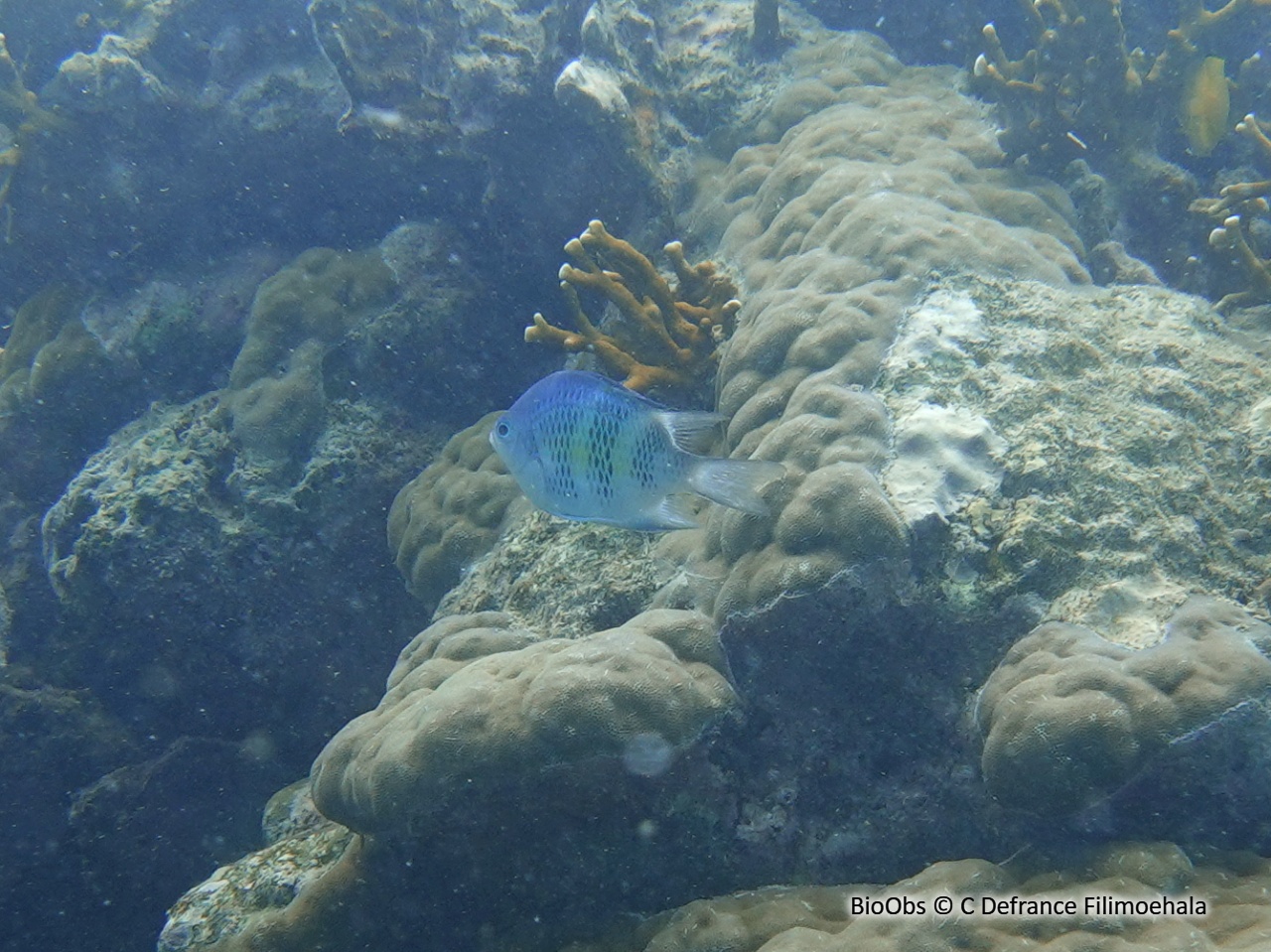 Demoiselle des cornes de cerf - Amblyglyphidodon curacao - C Defrance Filimoehala - BioObs