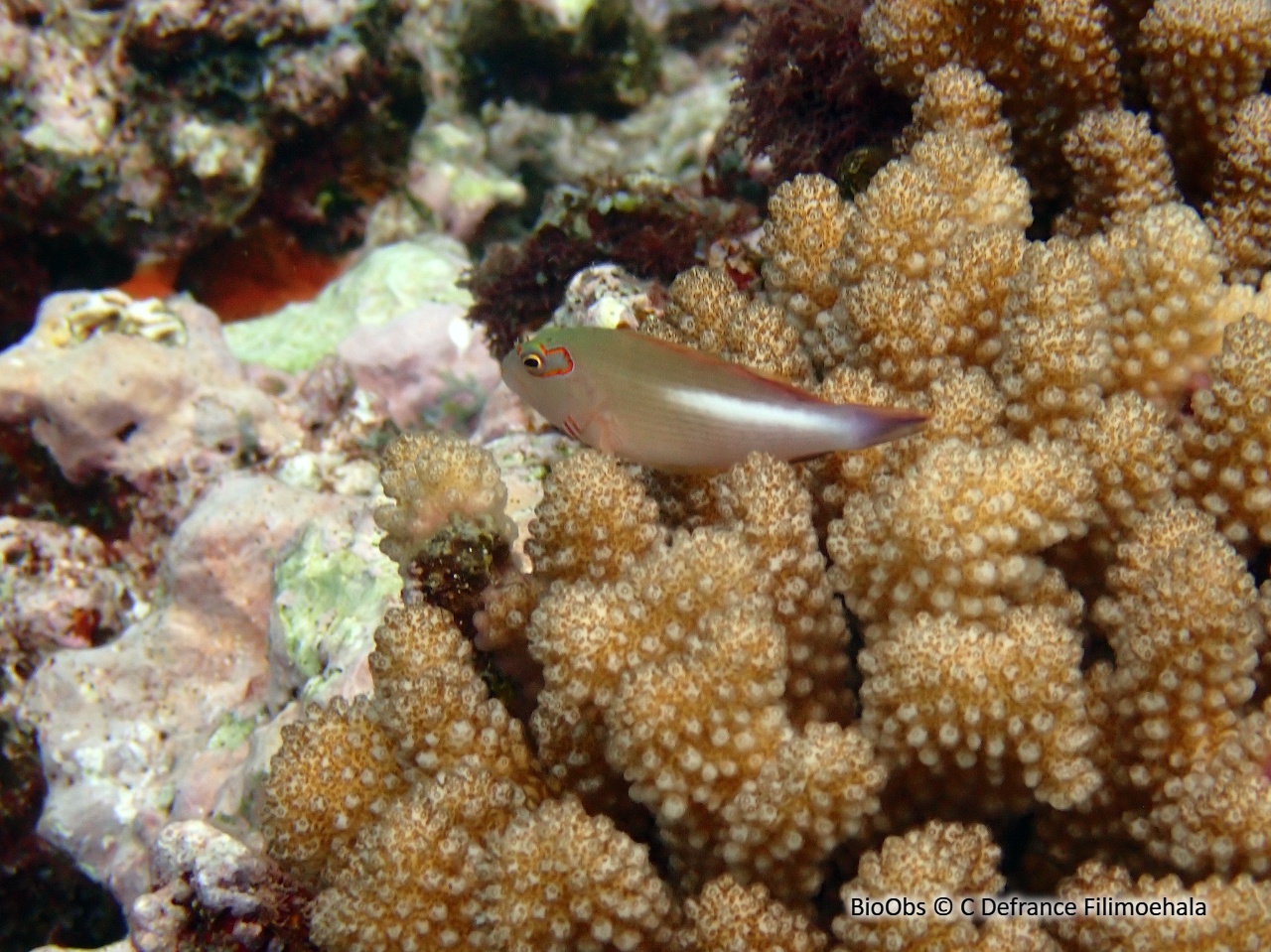 Epervier strié - Paracirrhites arcatus - C Defrance Filimoehala - BioObs