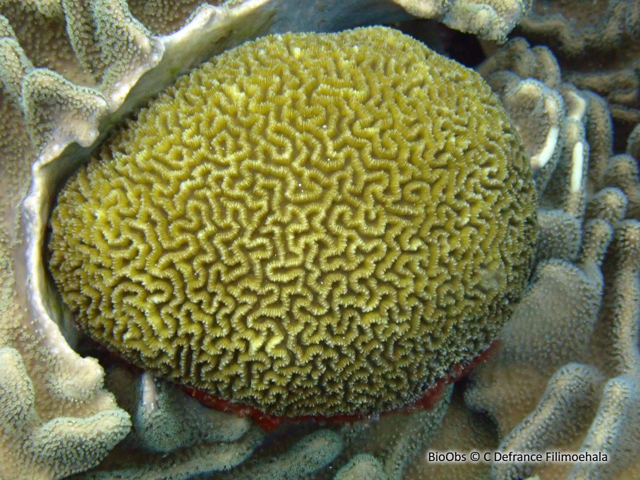 Corail-cerveau chinois - Platygyra sinensis - C Defrance Filimoehala - BioObs