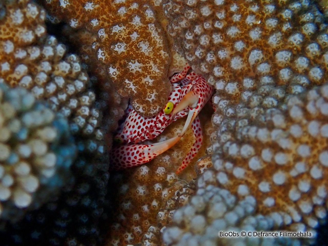 Crabe corallicole à pois rouges - Trapezia rufopunctata - C Defrance Filimoehala - BioObs