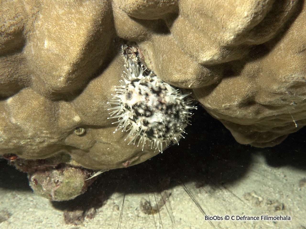 Porcelaine tigre - Cypraea tigris - C Defrance Filimoehala - BioObs