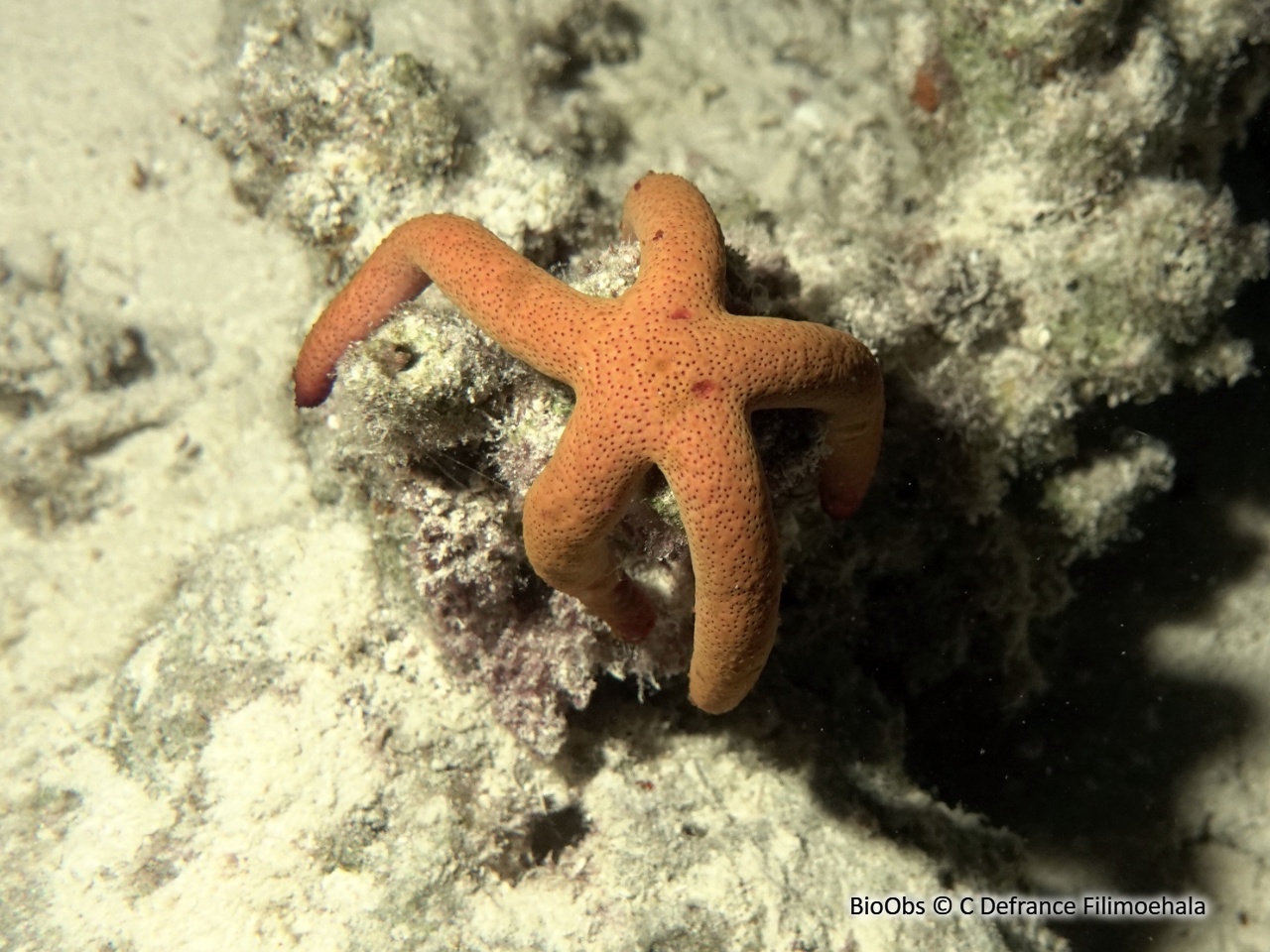 Etoile de mer de Luzon - Echinaster luzonicus - C Defrance Filimoehala - BioObs