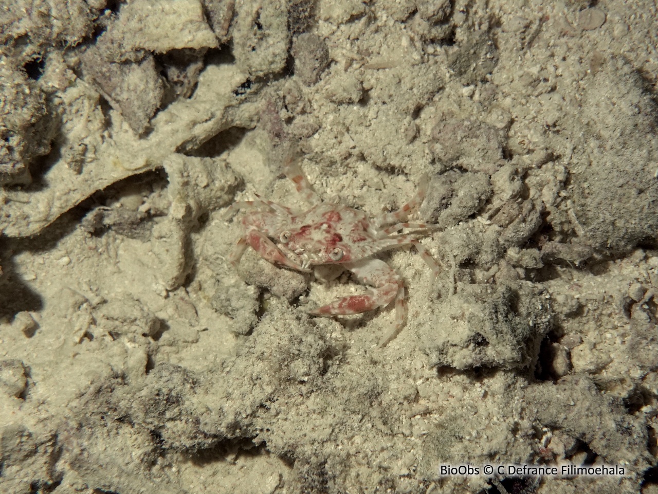 Crabe nageur Indo-Pacifique - Xiphonectes longispinosus - C Defrance Filimoehala - BioObs
