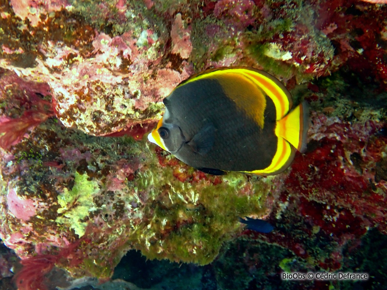 Poisson-papillon noir à nez jaune - Chaetodon flavirostris - Cédric Defrance - BioObs