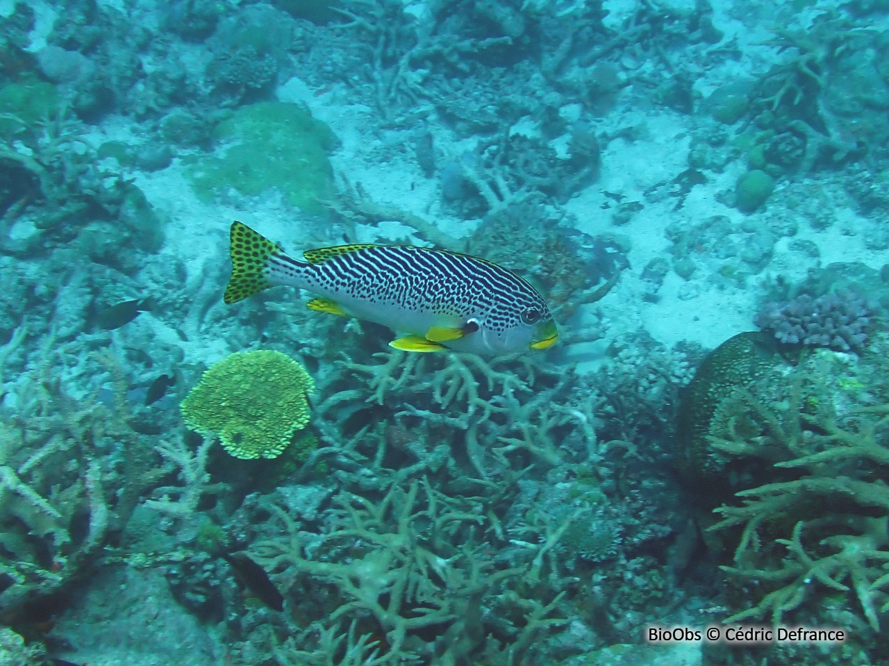 Gaterin à lignes - Plectorhinchus lineatus - Cédric Defrance - BioObs