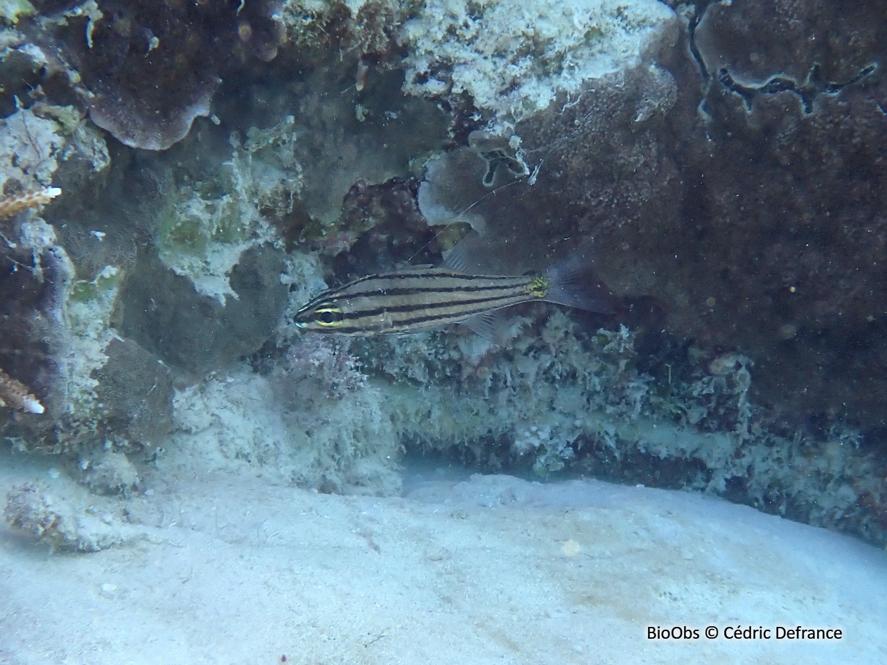 Apogon à cinq lignes - Cheilodipterus quinquelineatus - Cédric Defrance - BioObs