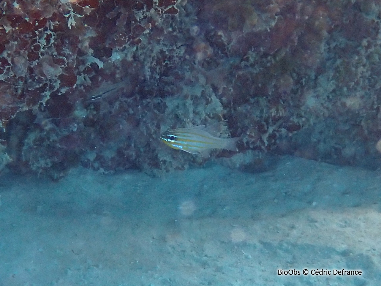 Apogon à rayures jaunes - Ostorhinchus cyanosoma - Cédric Defrance - BioObs