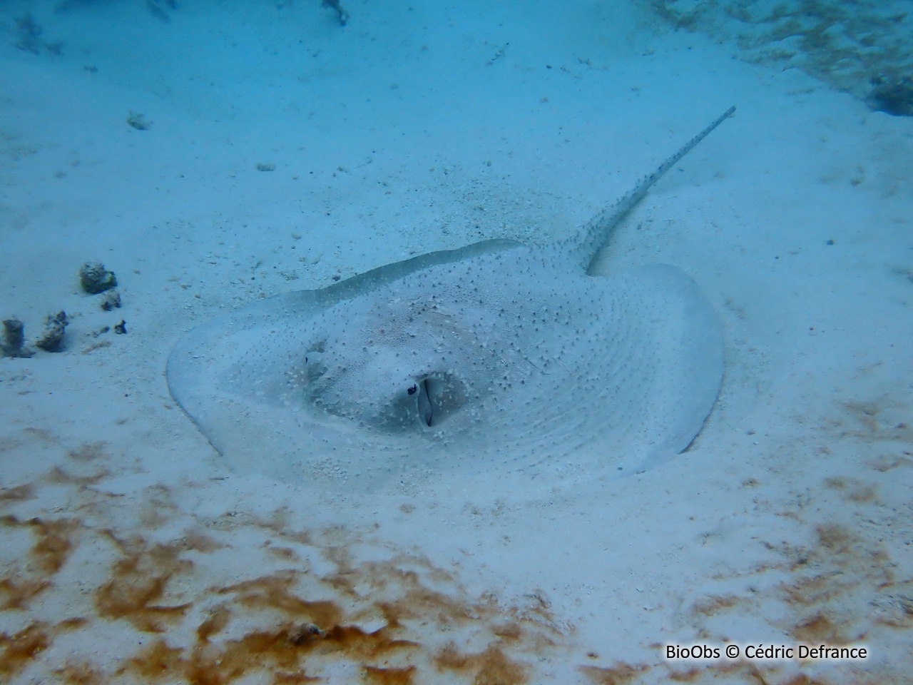 Raie africaine - Urogymnus asperrimus - Cédric Defrance - BioObs