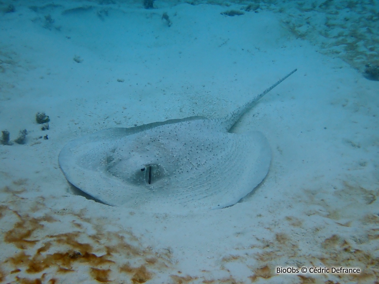 Raie africaine - Urogymnus asperrimus - Cédric Defrance - BioObs