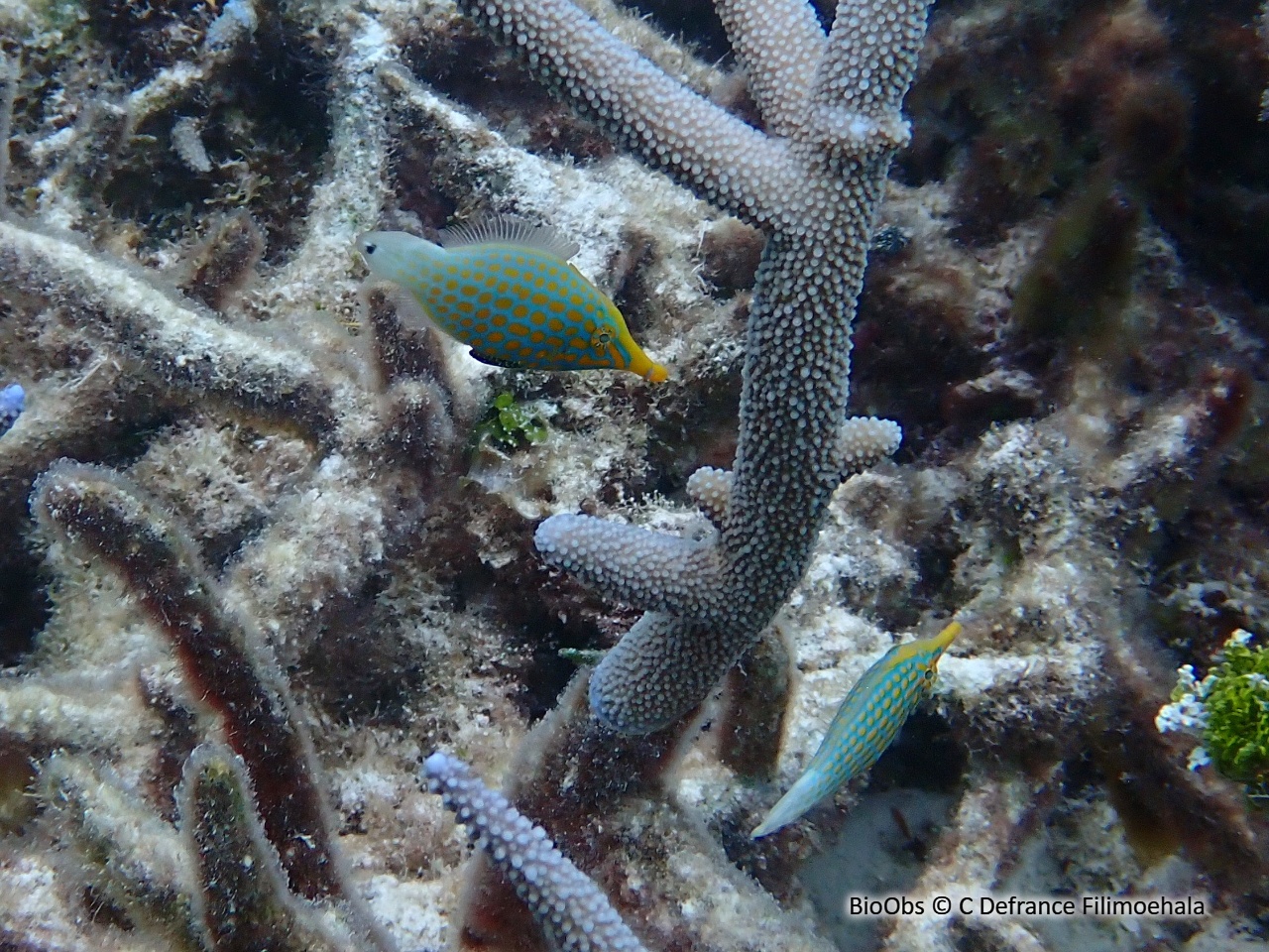 Poisson-lime à taches orange - Oxymonacanthus longirostris - C Defrance Filimoehala - BioObs