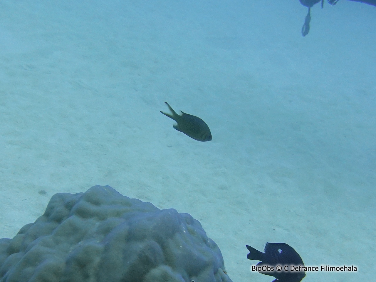 Chromis de Weber - Chromis weberi - C Defrance Filimoehala - BioObs