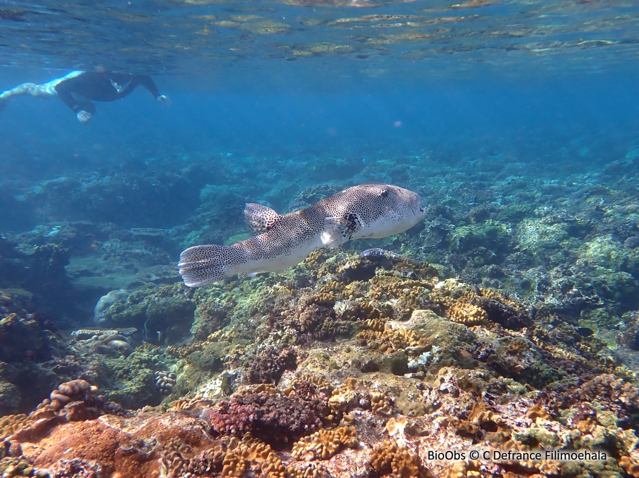 Poisson-ballon étoilé - Arothron stellatus - C Defrance Filimoehala - BioObs