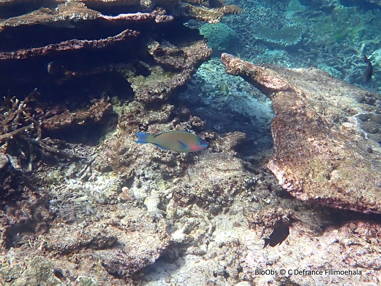 Perroquet commun - Scarus psittacus - C Defrance Filimoehala - BioObs