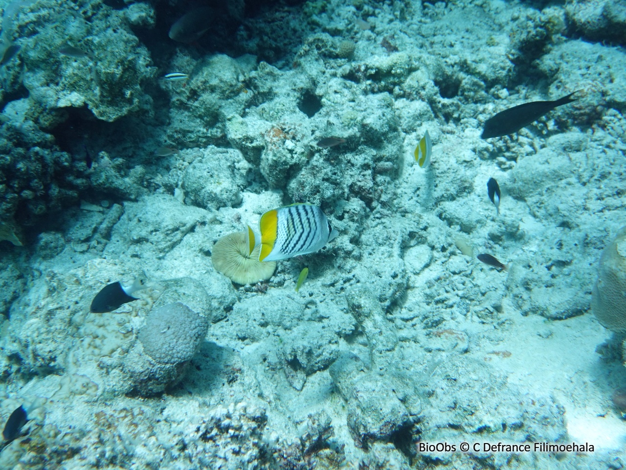 Poisson-papillon de Mertens - Chaetodon mertensii - C Defrance Filimoehala - BioObs