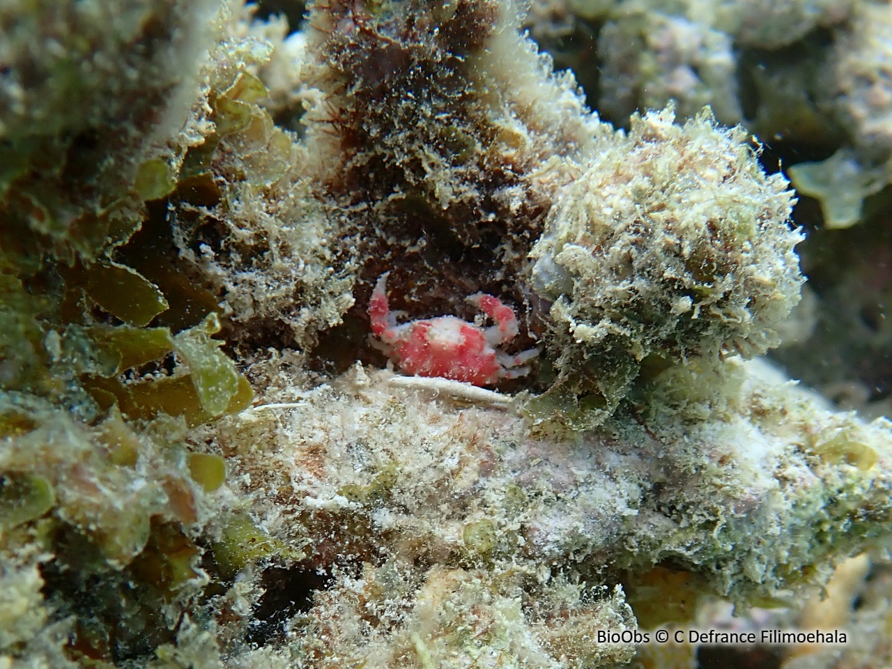 Crabe boule élégant - Nucia speciosa - C Defrance Filimoehala - BioObs