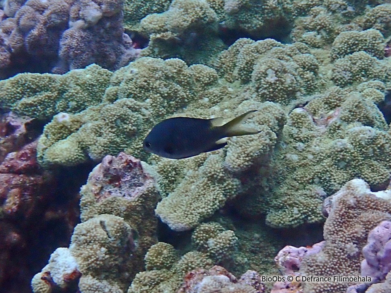 Chromis à point jaune / Chromis à queue jaune - Chromis kennensis - C Defrance Filimoehala - BioObs