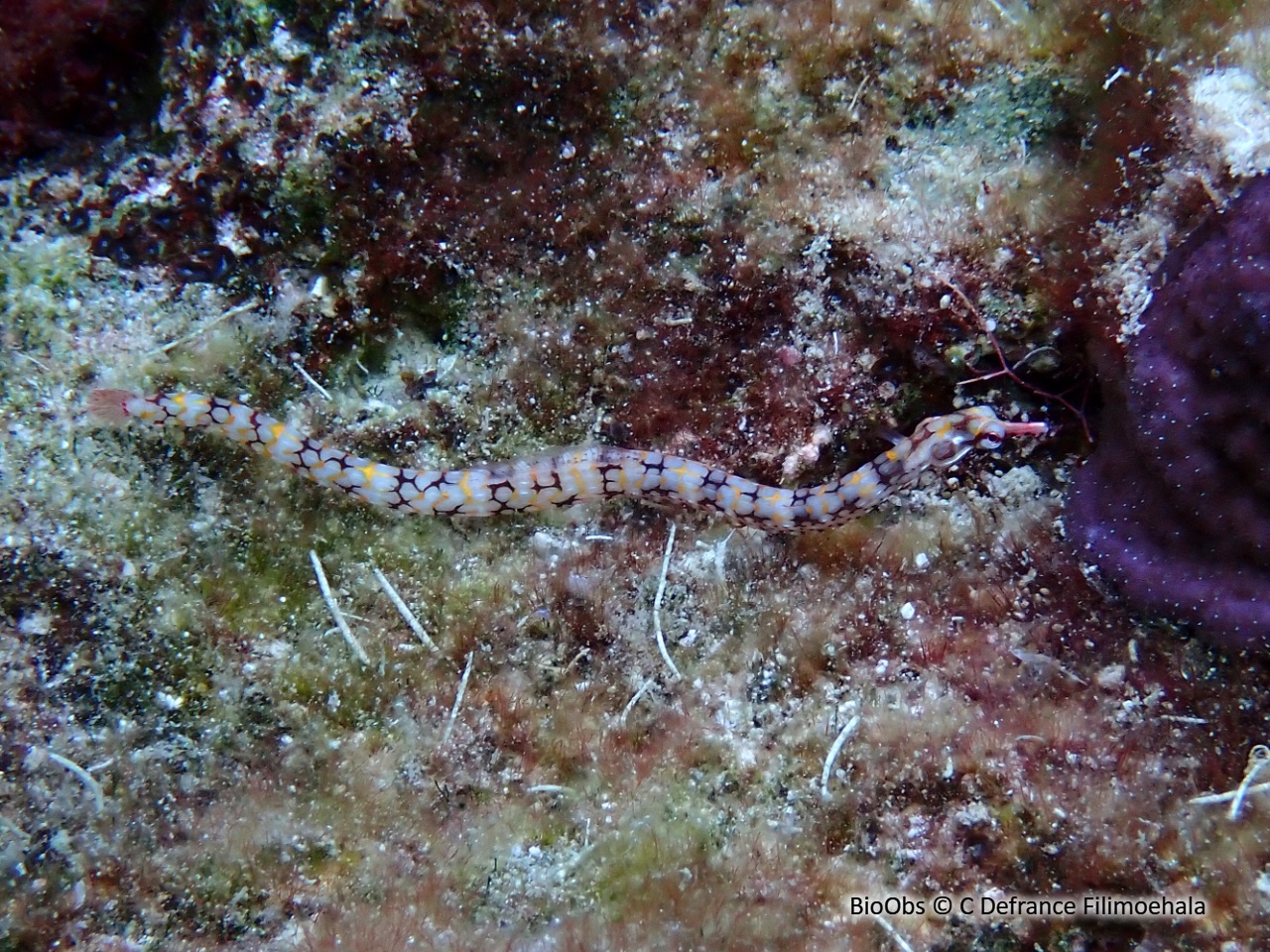 Syngnathe à réseaux du Pacifique - Corythoichthys conspicillatus - C Defrance Filimoehala - BioObs