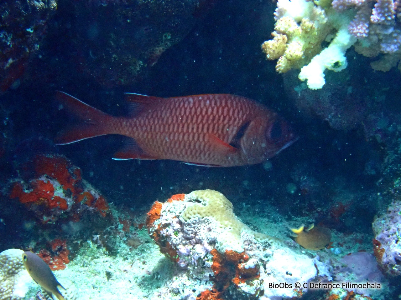 Poisson-soldat de Berndt - Myripristis berndti - C Defrance Filimoehala - BioObs