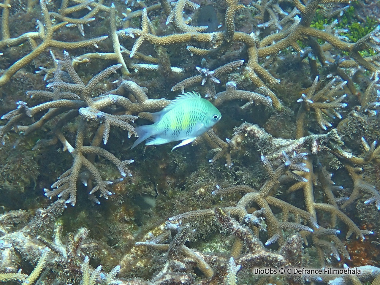 Demoiselle des cornes de cerf - Amblyglyphidodon curacao - C Defrance Filimoehala - BioObs