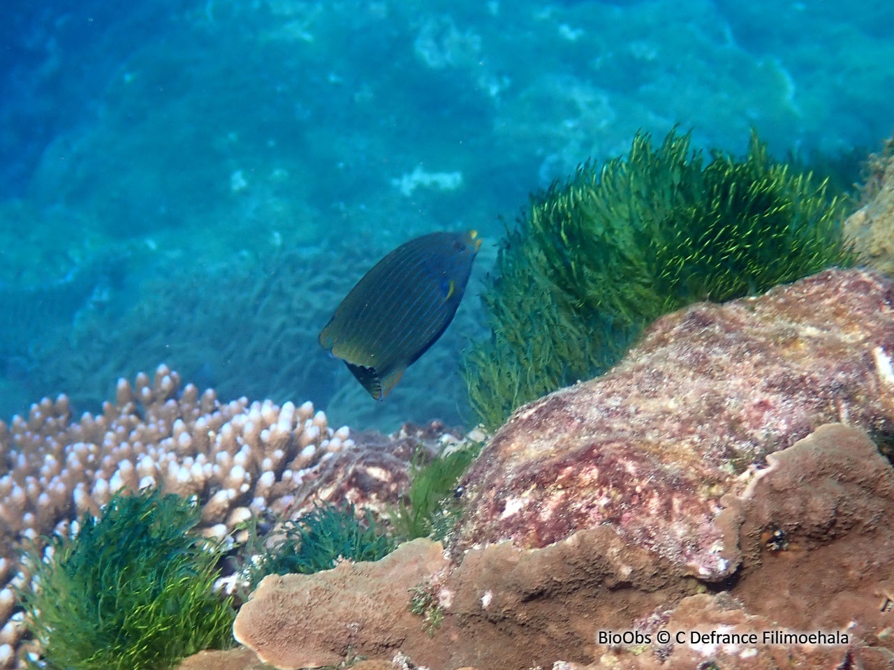 Labre à tube - Labrichthys unilineatus - C Defrance Filimoehala - BioObs