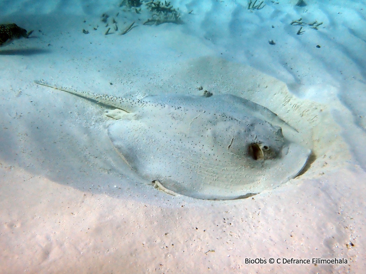 Raie africaine - Urogymnus asperrimus - C Defrance Filimoehala - BioObs