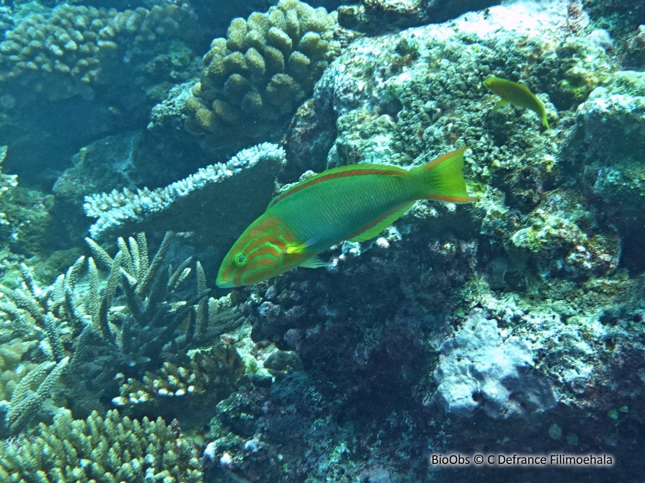 Girelle paon jaune - Thalassoma lutescens - C Defrance Filimoehala - BioObs