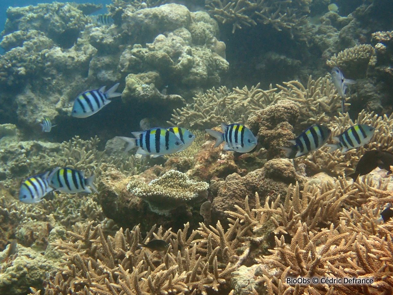 Poisson-bagnard - Abudefduf vaigiensis - Cédric Defrance - BioObs