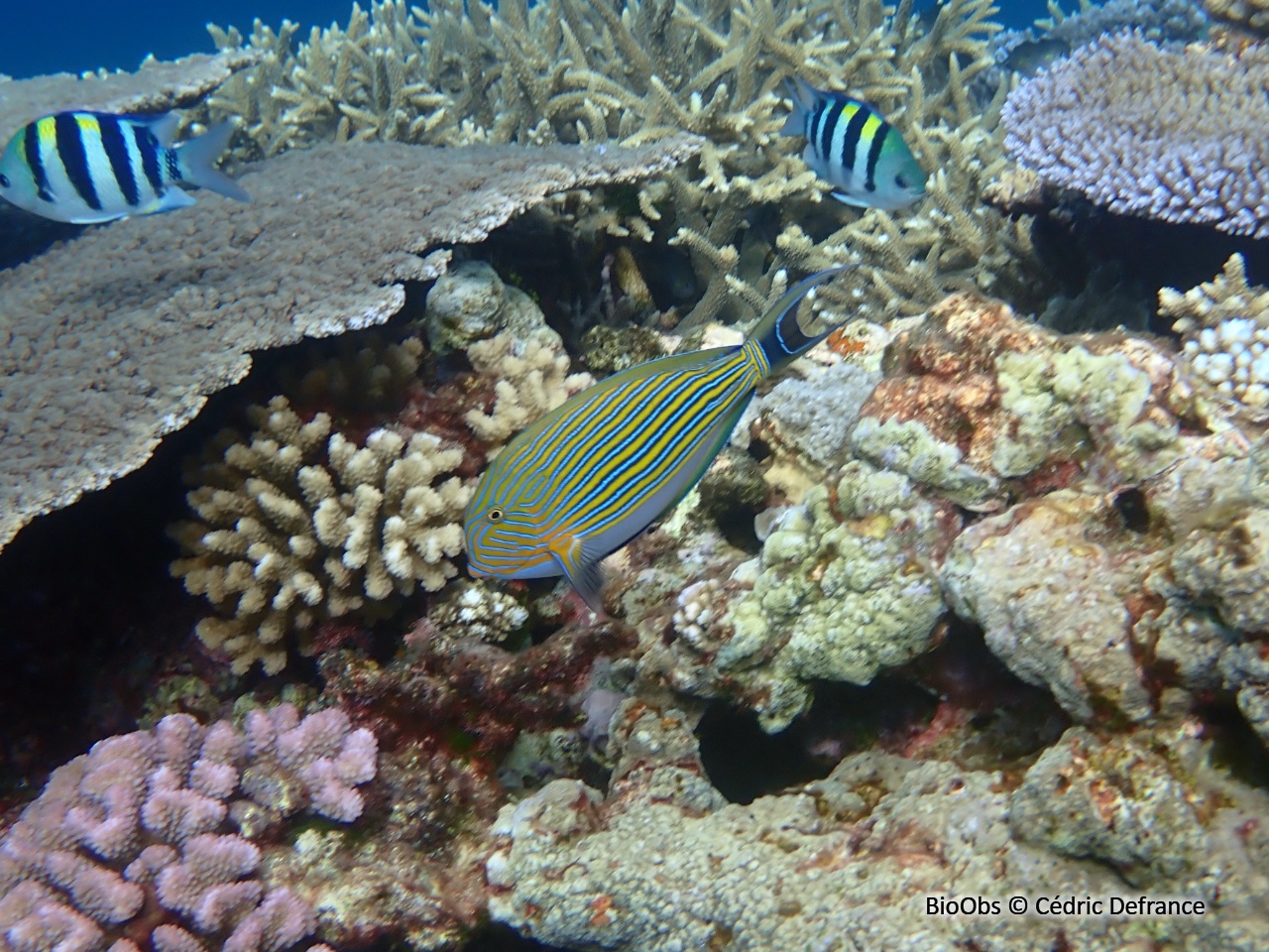 Chirurgien-clown - Acanthurus lineatus - Cédric Defrance - BioObs