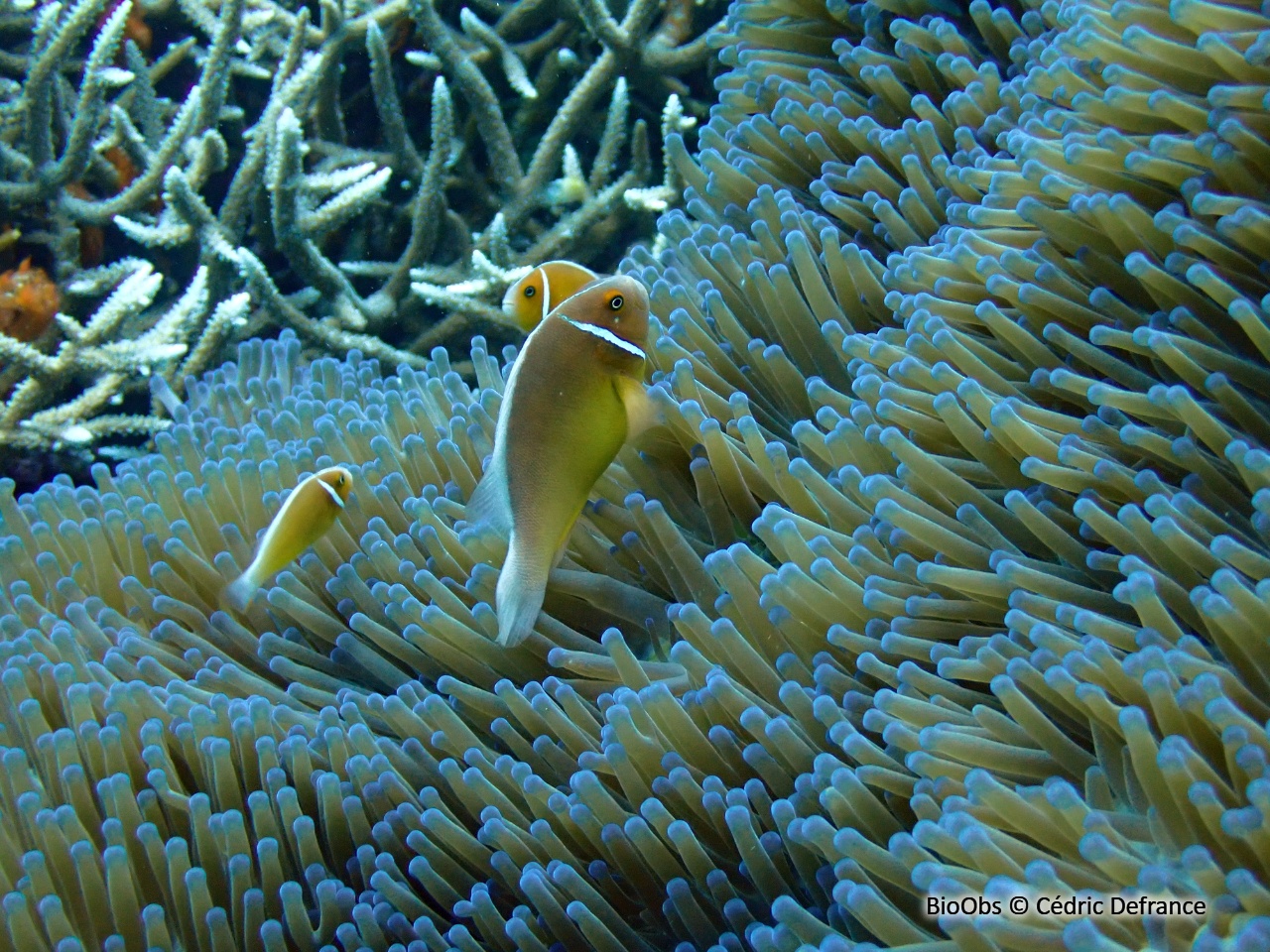 Poisson-clown rose - Amphiprion perideraion - Cédric Defrance - BioObs