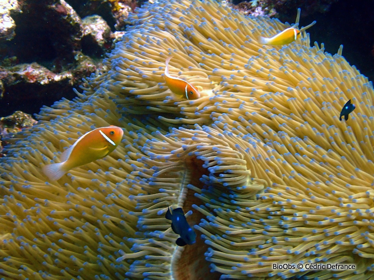 Poisson-clown rose - Amphiprion perideraion - Cédric Defrance - BioObs
