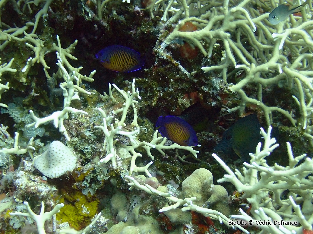 Poisson-ange nain à deux épines - Centropyge bispinosa - Cédric Defrance - BioObs