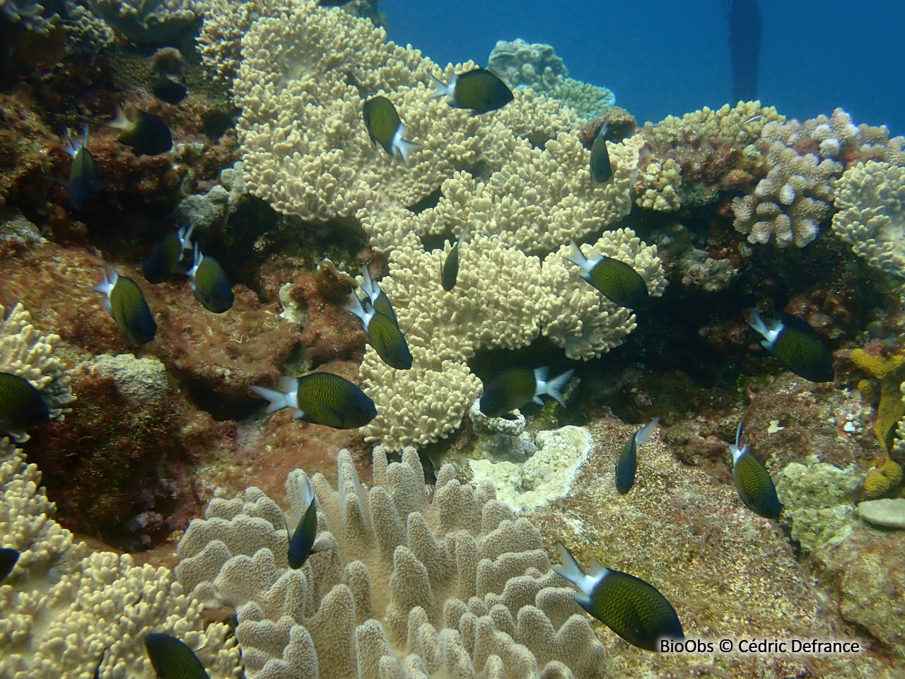 Chromis à queue blanche - Chromis chrysura - Cédric Defrance - BioObs