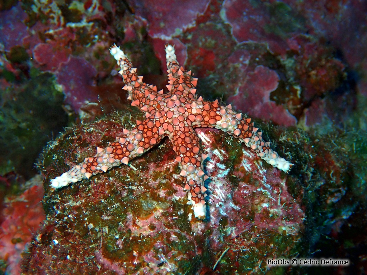 Etoile égyptienne - Gomophia egyptiaca - Cédric Defrance - BioObs