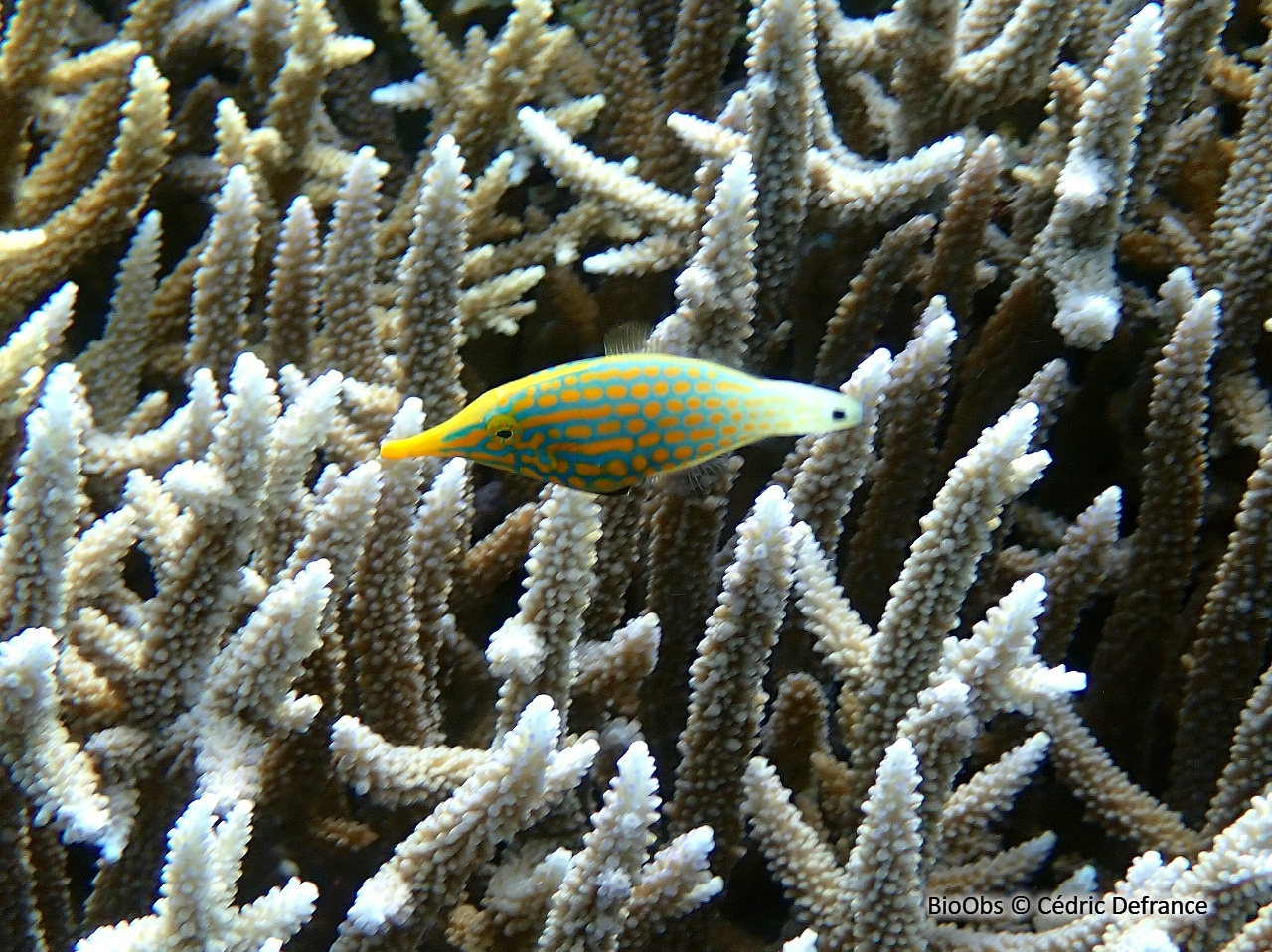 Poisson-lime à taches orange - Oxymonacanthus longirostris - Cédric Defrance - BioObs