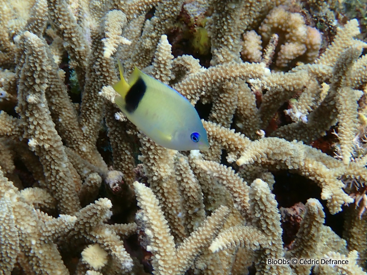 Demoiselle de Johnston - Plectroglyphidodon johnstonianus - Cédric Defrance - BioObs