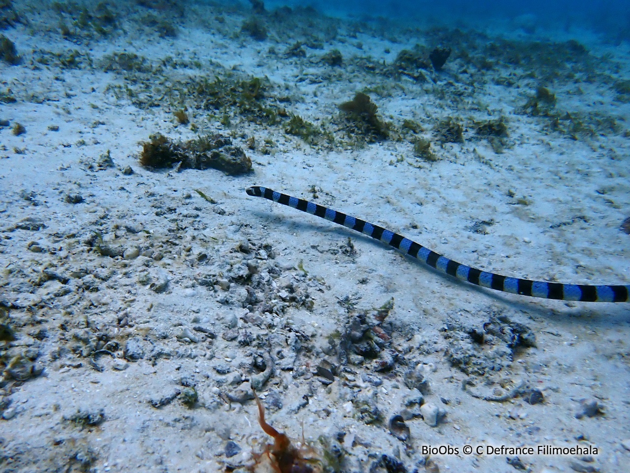 Tricot rayé - Laticauda laticaudata - C Defrance Filimoehala - BioObs