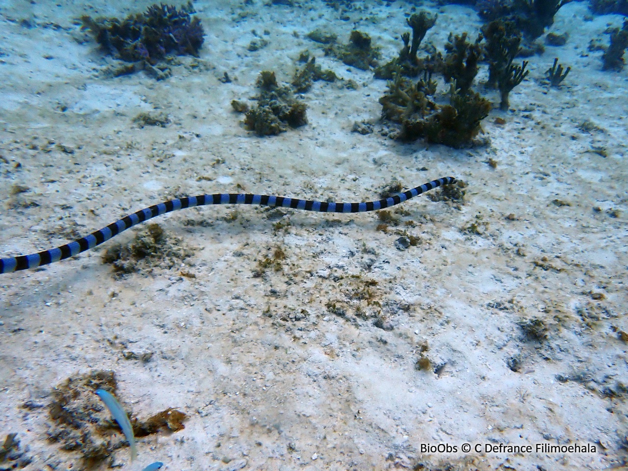 Tricot rayé - Laticauda laticaudata - C Defrance Filimoehala - BioObs