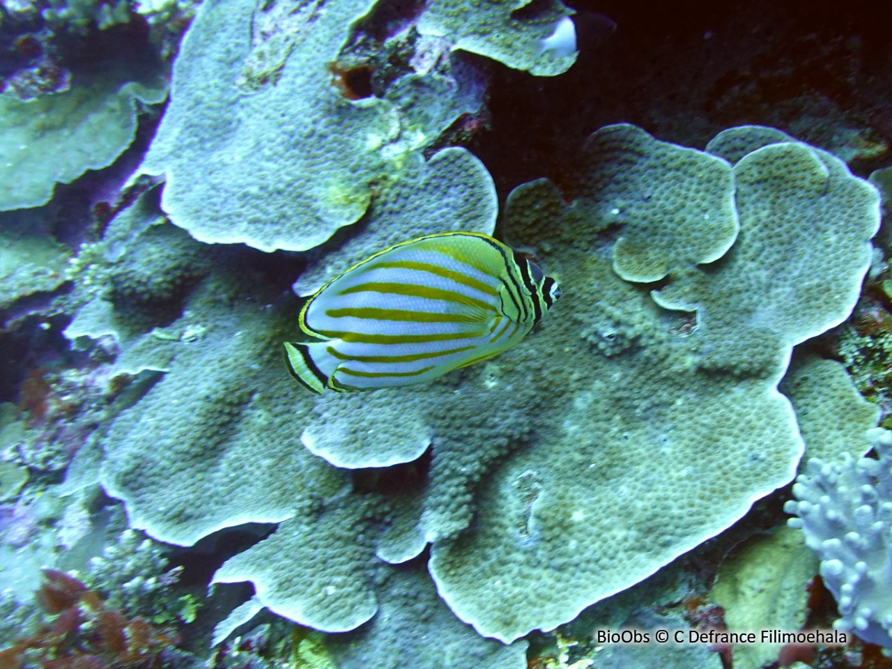 Poisson-papillon orné - Chaetodon ornatissimus - C Defrance Filimoehala - BioObs