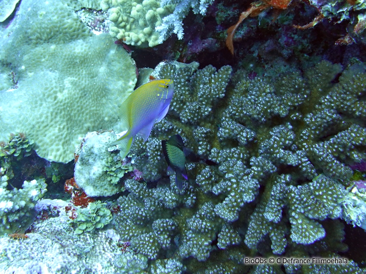 Anthias-faucon - Serranocirrhitus latus - C Defrance Filimoehala - BioObs