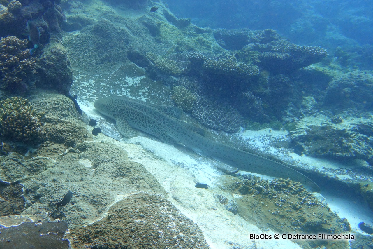 Requin zèbre - Stegostoma fasciatum - C Defrance Filimoehala - BioObs