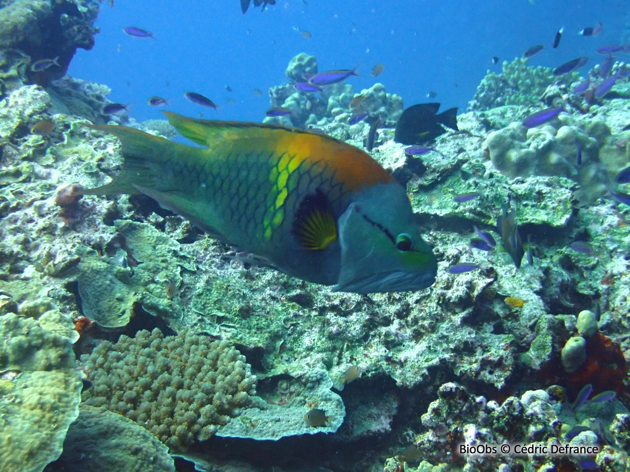 Labre à long museau - Epibulus insidiator - Cédric Defrance - BioObs