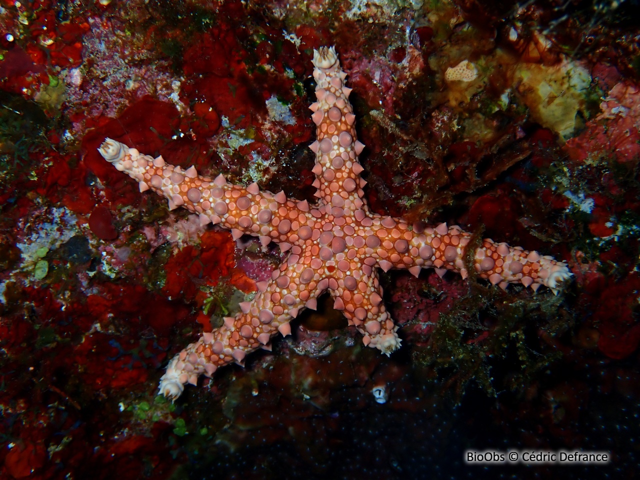 Etoile égyptienne - Gomophia egyptiaca - Cédric Defrance - BioObs