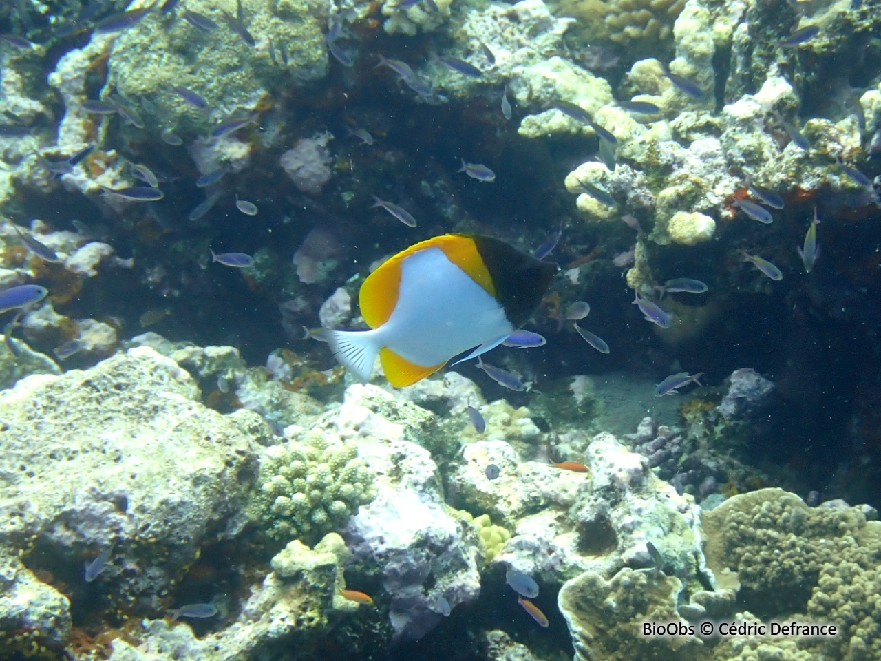 Poisson-papillon pyramide jaune - Hemitaurichthys polylepis - Cédric Defrance - BioObs