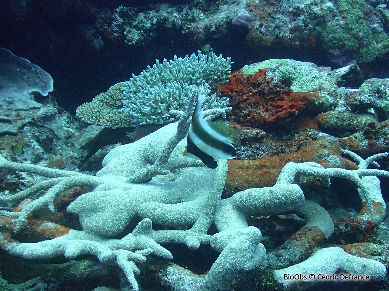 Poisson-cocher du Pacifique - Heniochus chrysostomus - Cédric Defrance - BioObs